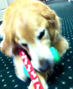 Therapy Dog Visiting Nursing Home Gets Into Physical Rehabilitation - One Fit Therapy Dog