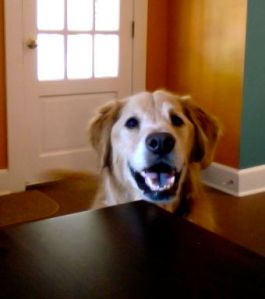 Dog Checks the Table for Treats